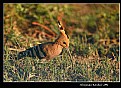 Picture Title - HOOPOE