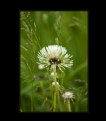 Picture Title - Dandelion #2