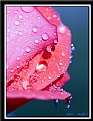 Picture Title - Rose Water