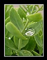 Picture Title - Large Water Droplet on Green Plant