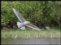 Picture Title - Ring-billed Gull