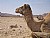 Bedouin Camels