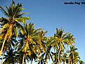 Picture Title - Coconut Trees