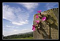 Picture Title - Wild Flowers