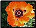 Picture Title - poppy