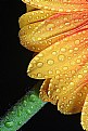 Picture Title - Nature drops