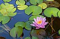 Picture Title - Water Lilly