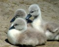 Picture Title - baby swans
