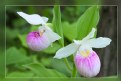 Picture Title - Lady slippers