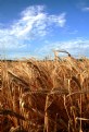 Picture Title - Estate Toscana