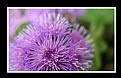 Picture Title - Purple Fluffy Flower