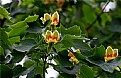 Picture Title - tulip poplar