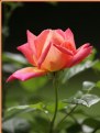 Picture Title - A Rose is a Rose