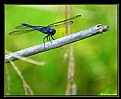 Picture Title - "DragonFly"