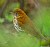 Veery in the bush