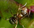 Picture Title - World of Ants 3