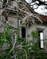 Picture Title - Spanish Moss