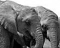 Picture Title - Two Elephants