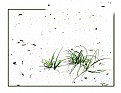 Picture Title - grass