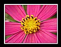 Picture Title - Pink Petals with Yellow Center