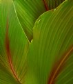 Picture Title - Ginger lily leaves...