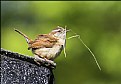 Picture Title - A Busy Wren