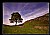 Sycamore Gap.