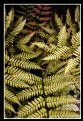 Picture Title - Ferns