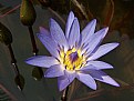 Picture Title - Lotus