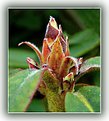 Picture Title - Rhododendron Bud