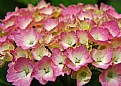 Picture Title - Just blooming - Baby Hydrangea