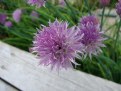 Picture Title - Chives