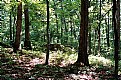 Picture Title - Mammoth Cave Park Trees