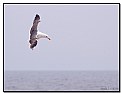 Picture Title - U-Turn Gull