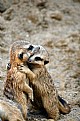 Picture Title - "Meercats Hugging"