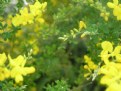 Picture Title - Yellow & Green