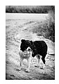 Picture Title - border collie farm dog