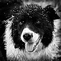 Picture Title - border collie farm dog portrait