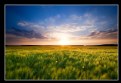 Picture Title - A Wheatfield Sunset