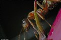 Picture Title - Alien