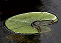 Picture Title - Leaf in water