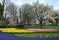 Picture Title - Tulip Gardens