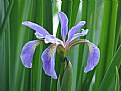 Picture Title - water iris