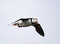 Picture Title - Puffin bringing sandeels home