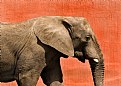 Picture Title - ELEPHANT