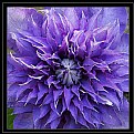 Picture Title - Clematis