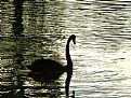 Picture Title - ***