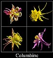 Picture Title - Columbine