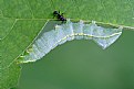 Picture Title - Copper Underwing Caterpillar