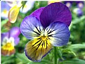 Picture Title - Pansies